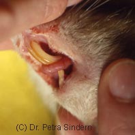 Zahnfelstellung bei einer Ratte