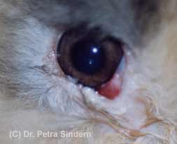 Myxomatose sieht man z.B. am Auge
